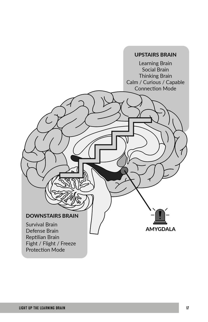 Light Up the Learning Brain